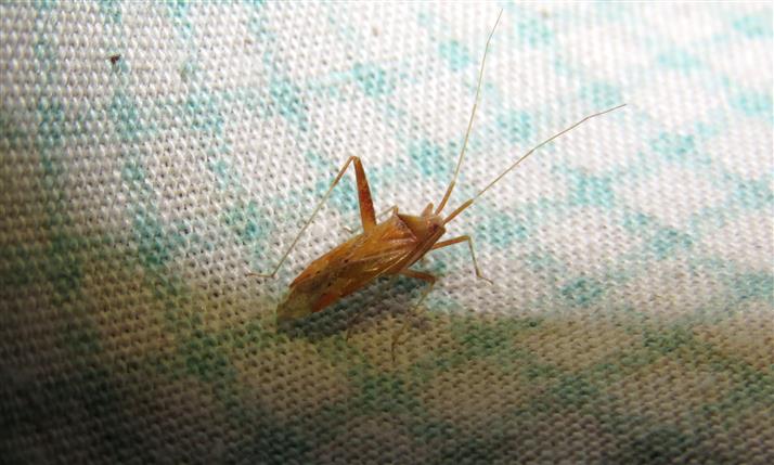 Miridae: Phytocoris sp.